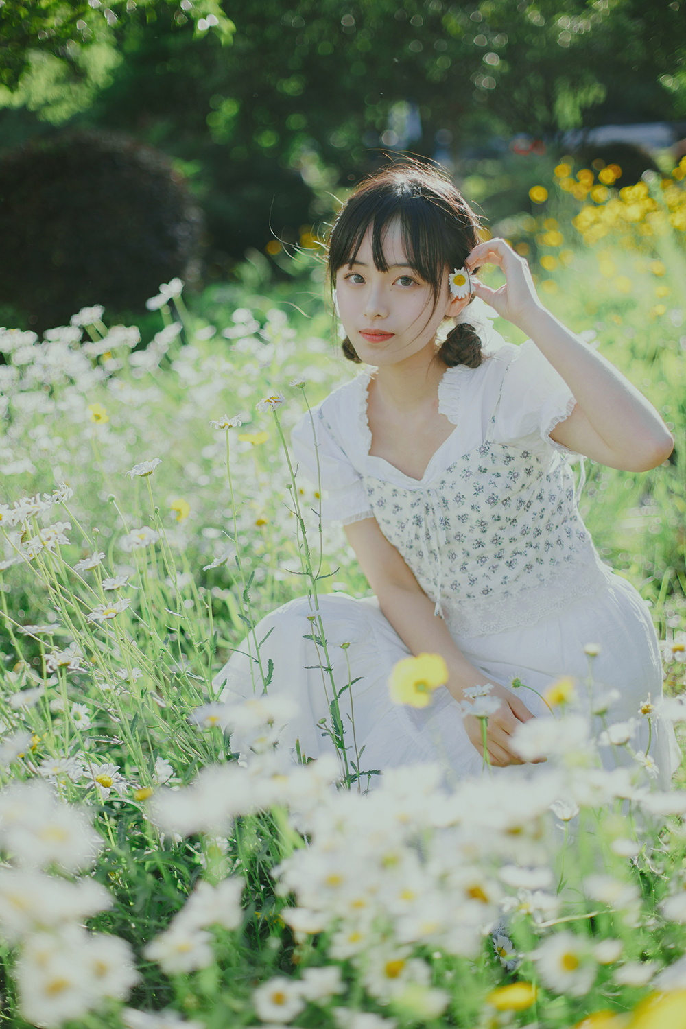 初夏の小雏菊Ⅱ